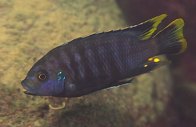 Petrotilapia sp. 'nigra tanzania' Lundu
